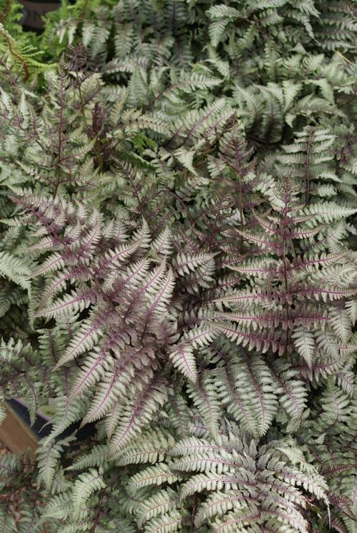 Athyrium niponicum 'Pictum'