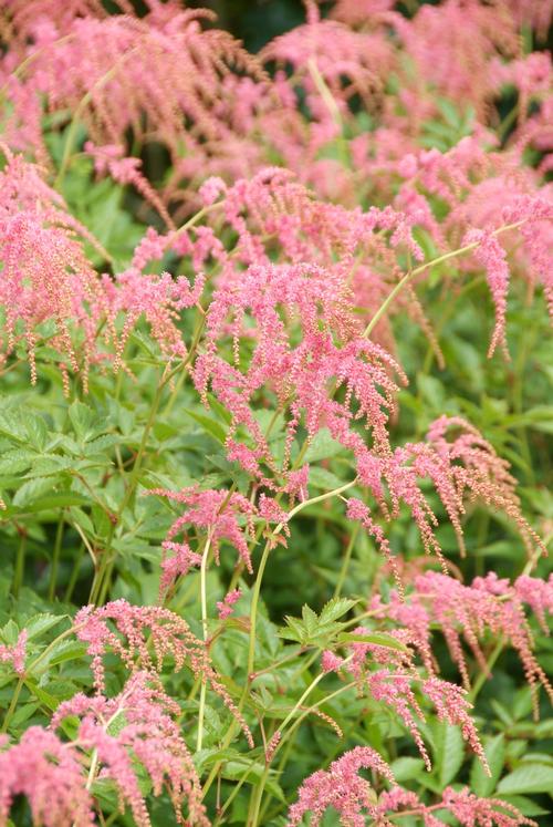 Astilbe thunbergii 'Ostrich Plume (staussenfeder)'