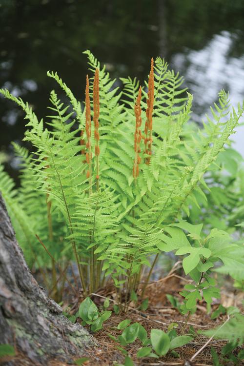 Osmunda cinnamomea Cinnamon Fern from Growing Colors