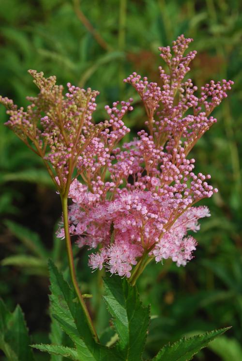 Filipendula rubra 'Venusta'