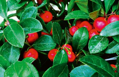 Gaultheria procumbens 