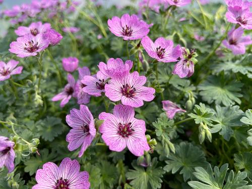 Cranesbill Geranium cinereum Ballerina Growing Colors