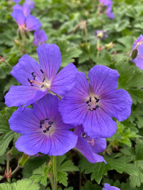 Geranium 'Johnson's Blue'