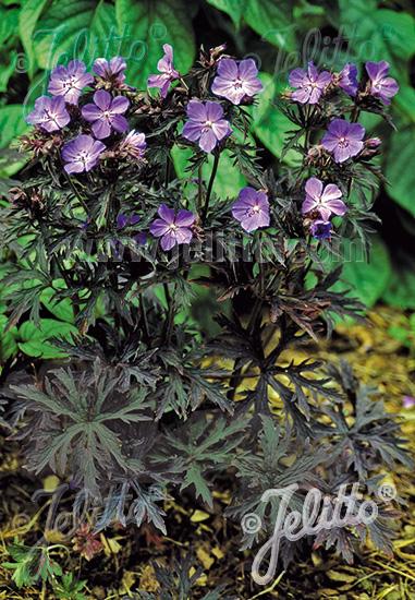 Geranium pratense 'Dark Reiter'