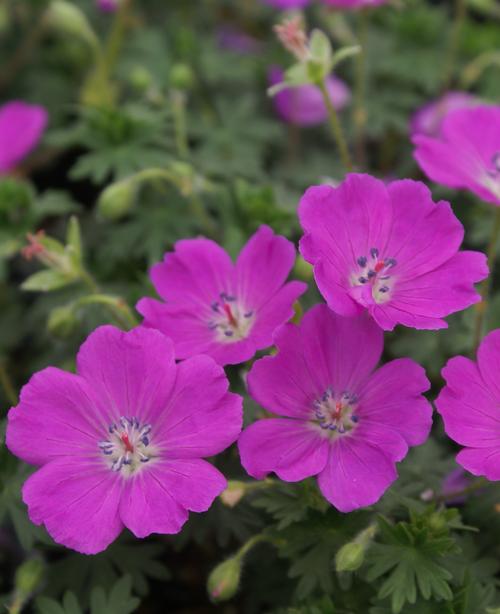 Geranium sanguineum 'Max Frei'