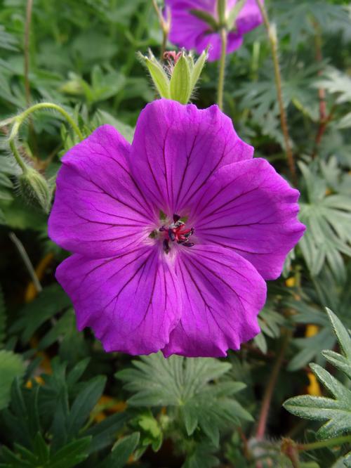 Geranium 'Tiny Monster'