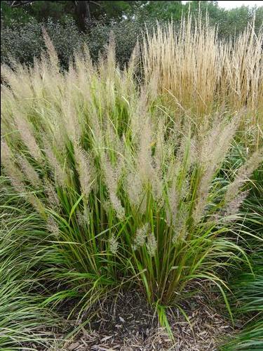 Calamagrostis brachytricha 