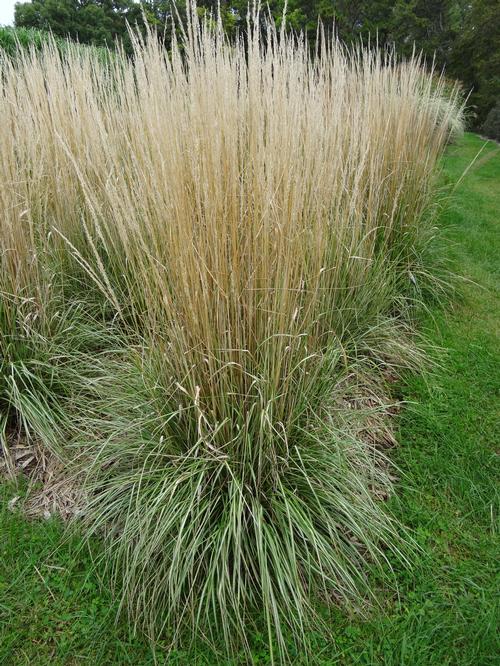 Calamagrostis acutiflora 'Avalanche'