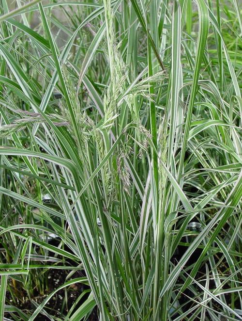 Calamagrostis acutiflora 'Overdam'