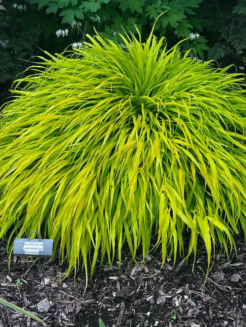 Hakonechloa macra 'All Gold'