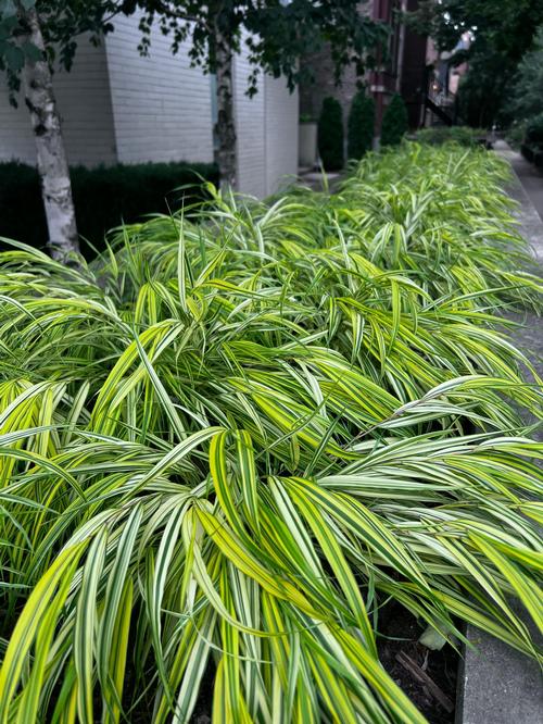 Hakonechloa macra 'Aureola'