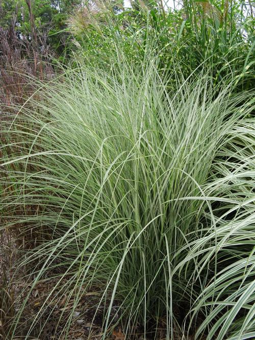 Miscanthus sinensis 'Morning Light'