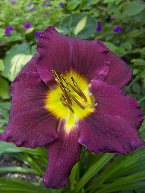 Hemerocallis 'Bela Lugosi'