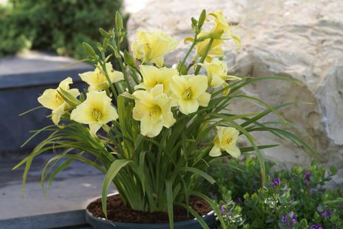 Hemerocallis 'Fragrant Returns'