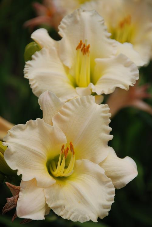 Hemerocallis 'Lullaby Baby'