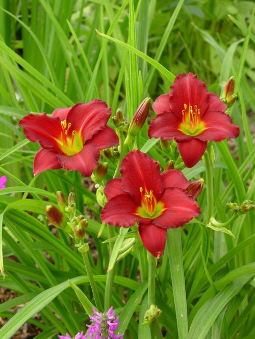 Hemerocallis 'Pardon Me'