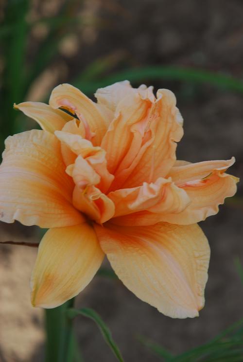 Hemerocallis 'Vanilla Fluff'