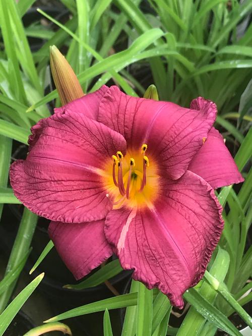 Hemerocallis 'Purple D'oro'