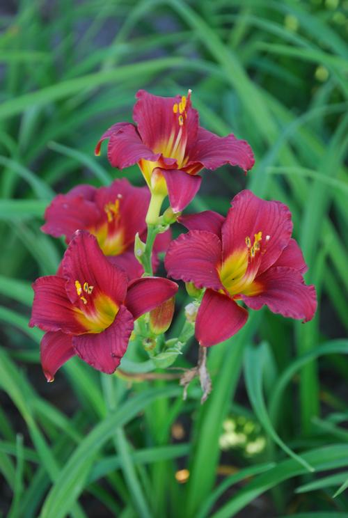 Hemerocallis 'Ruby Stella'