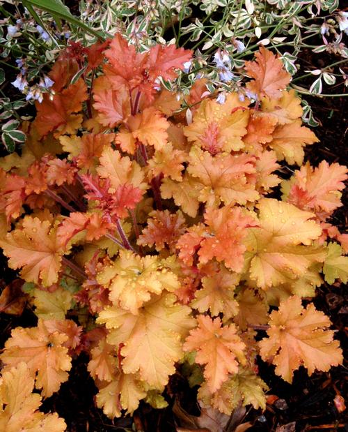 Heuchera 'Marmalade'