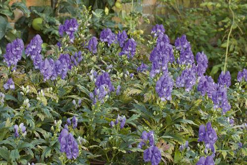 Aconitum carmichaelii 'Arendsii'