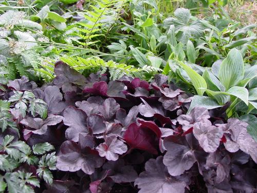 Bells Heuchera Obsidian from