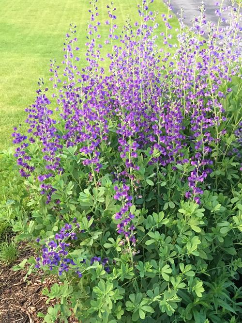 Baptisia australis 