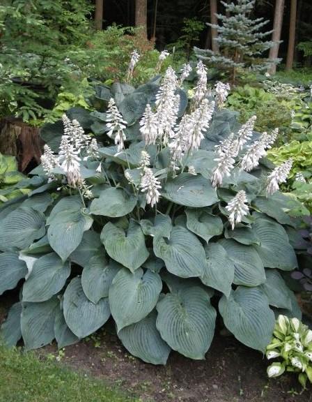 Hosta Blue Angel