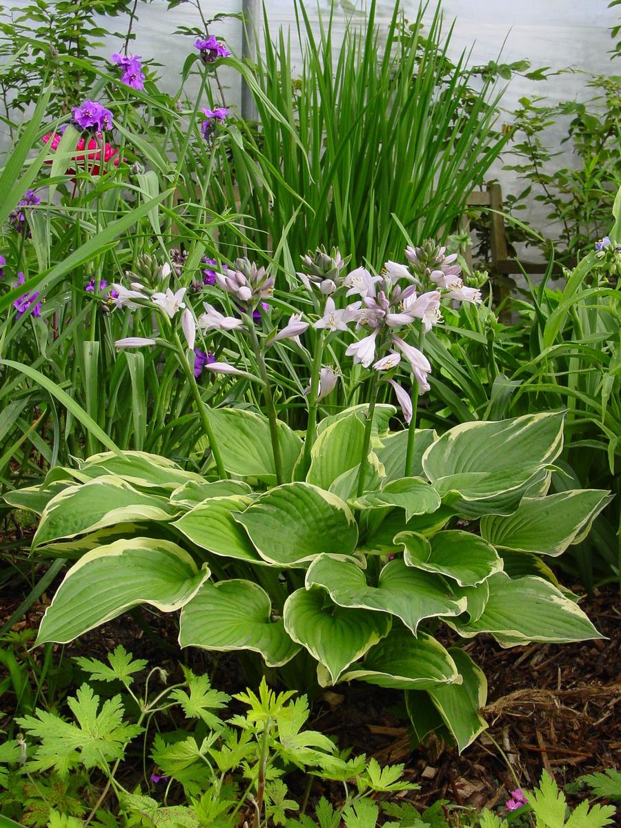 Hosta 'fortunei Aureomarginata'