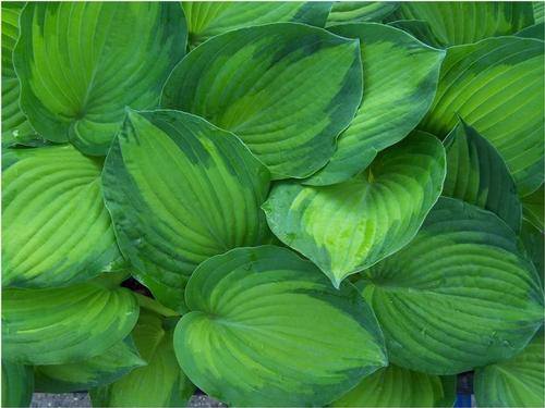 Hosta 'George Smith'