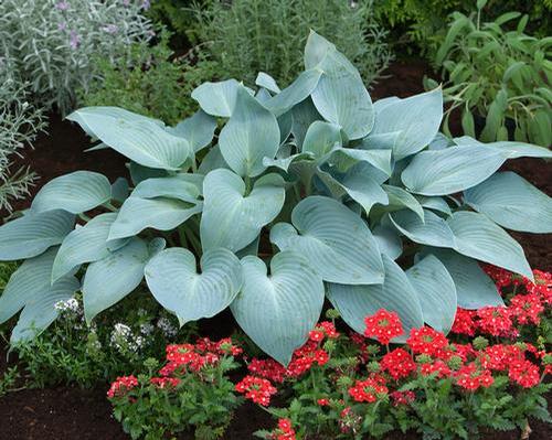 Hosta 'Halcyon'