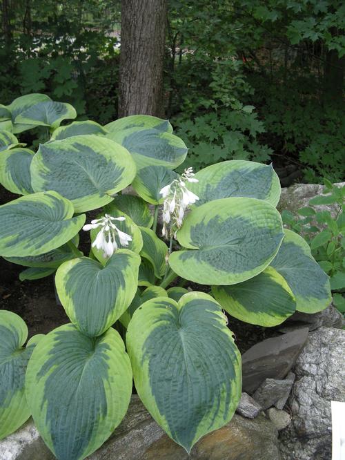 Hosta 'Olive Bailey Langdon'