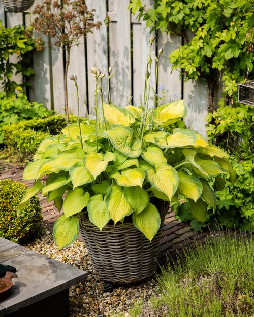 Hosta 'Paradigm'