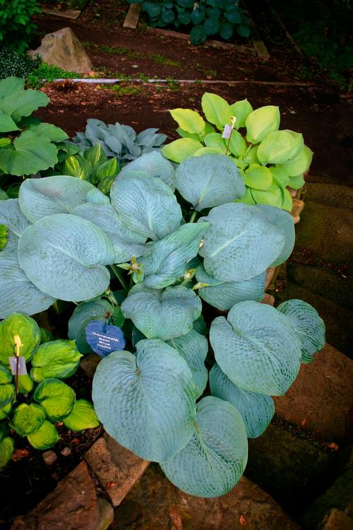 Hosta 'Powder Blue'