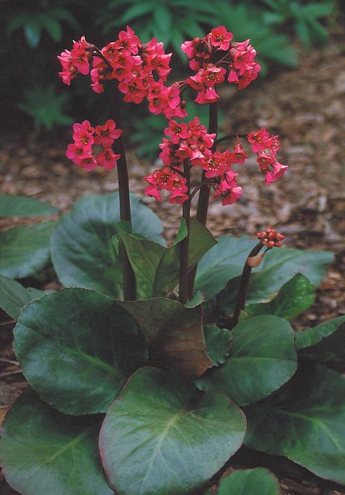 Bergenia cordifolia Winter Glow