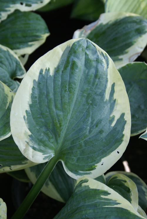 Hosta 'Snow Cap'