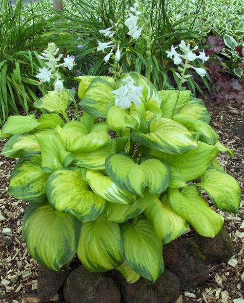 Hosta 'Stained Glass'