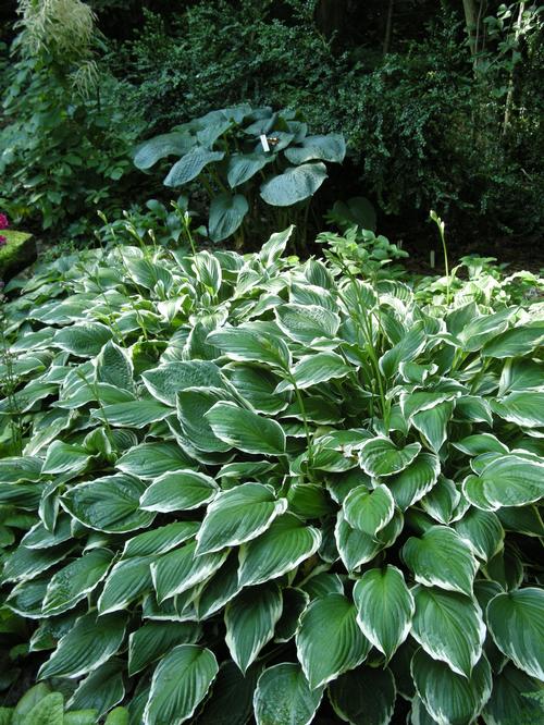 Hosta 'undulata Albomarginata'