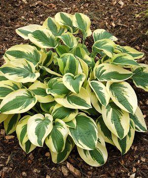 Hosta 'Wide Brim'