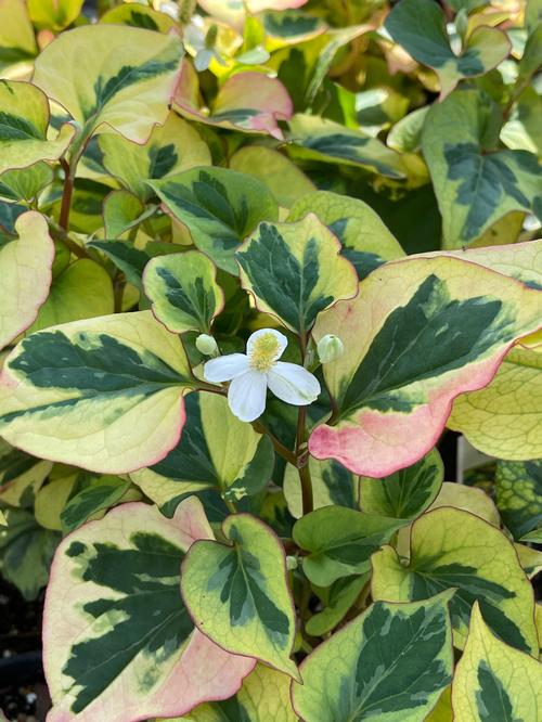 Houttuynia cordata 'Chameleon'