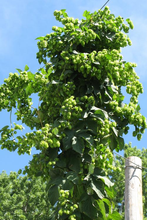 Humulus lupulus 'Nugget'