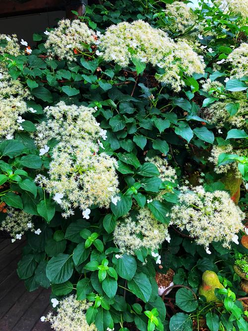 Hydrangea anomala subsp. petiolaris 