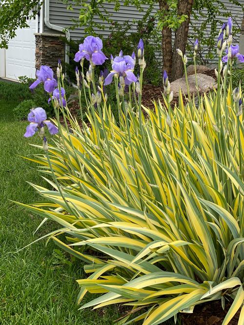 Iris Zebra pallida 'Aureo Variegata'