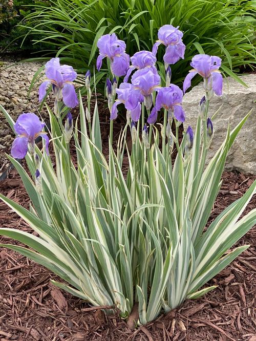 Iris Zebra pallida 'Albo Variegata'