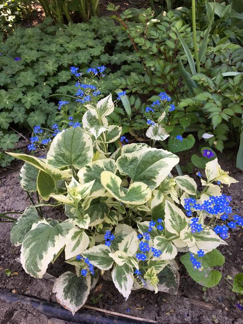 Brunnera macrophylla 'Variegata'