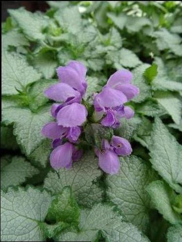 Lamium maculatum 'Orchid Frost'