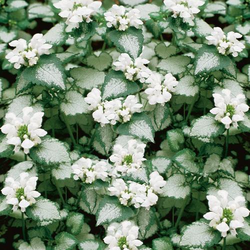 Lamium maculatum 'White Nancy'