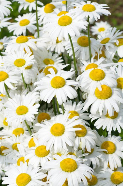 Shasta Daisy Leucanthemum superbum Snow Lady from Growing Colors
