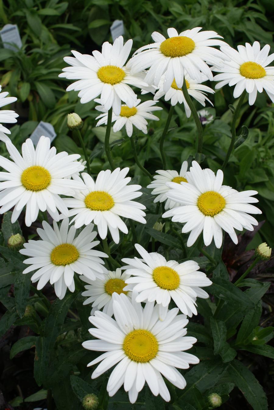 Leucanthemum superbum 'Becky'