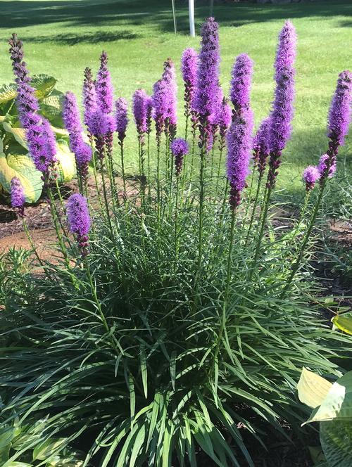 Blazing Star Liatris spicata from Growing Colors